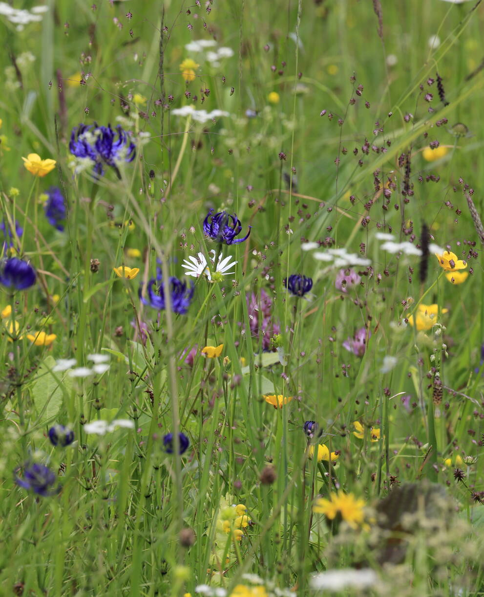 Blumenwiese